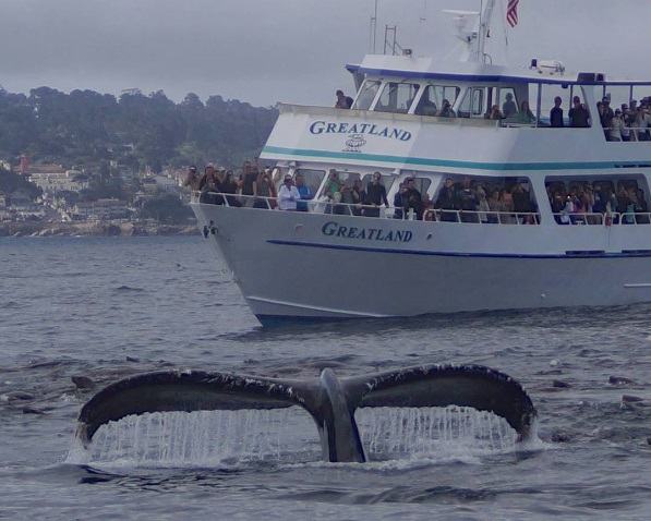 Monterey Whale Watch
