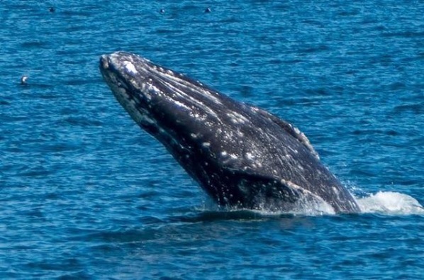 Monterey Whale Watch