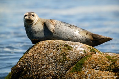 Harbor Seal on the rocks